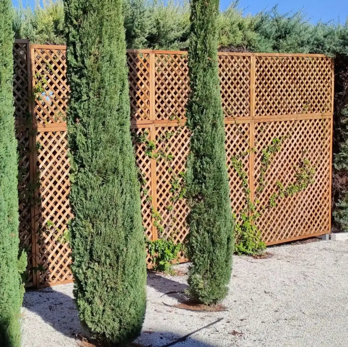 Lattice Trellis Timbertrove