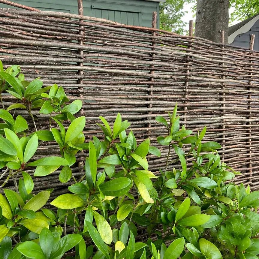 Hazel Classic Fencing Panel Timbertrove