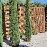 Lattice Trellis Timbertrove