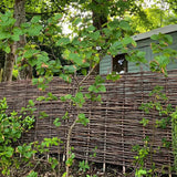 Hazel Classic Fencing Panel Timbertrove