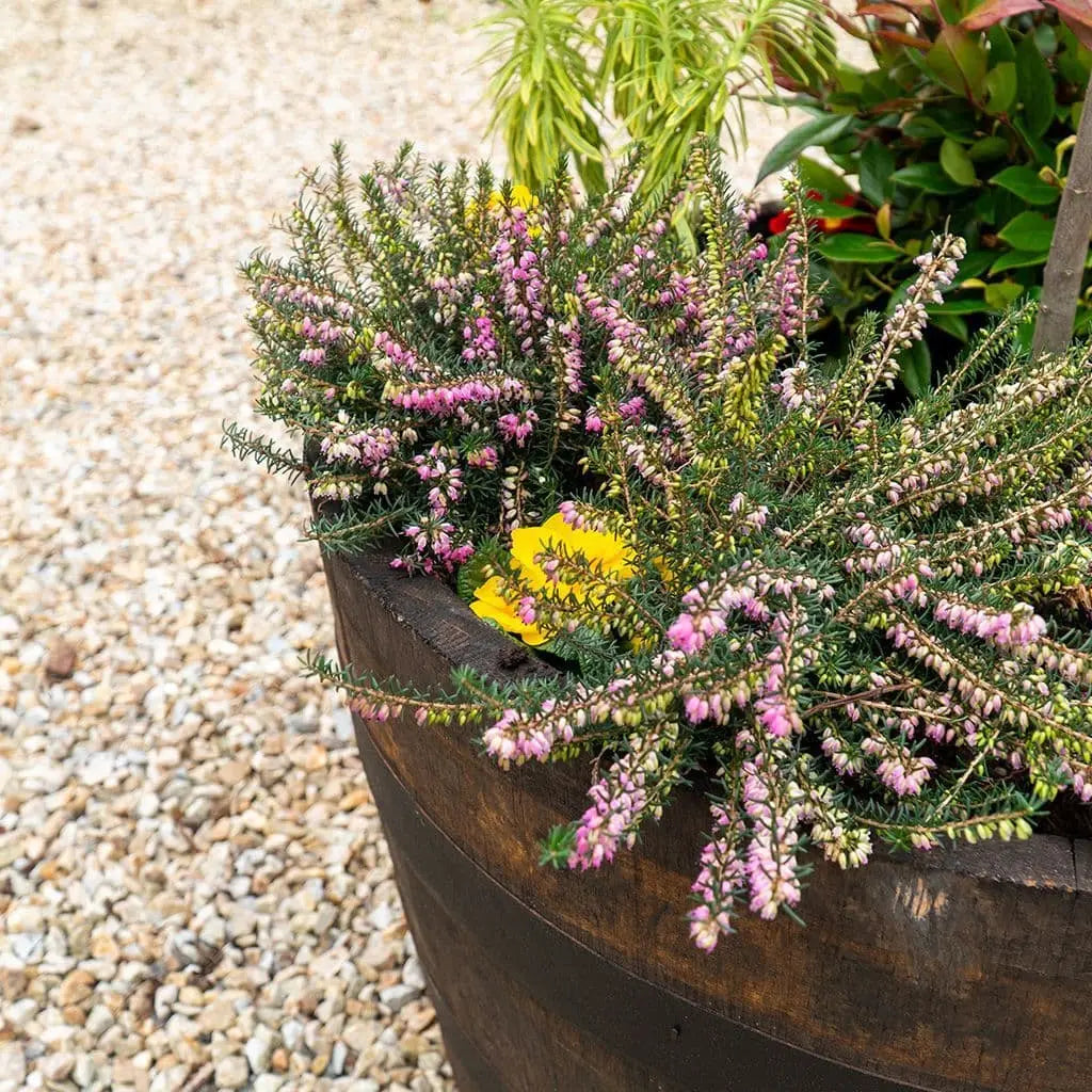 Oak Curved Barrel Planter