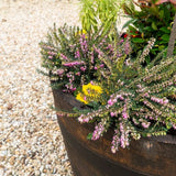 Oak Curved Barrel Planter