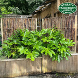 Willow Fencing Panel